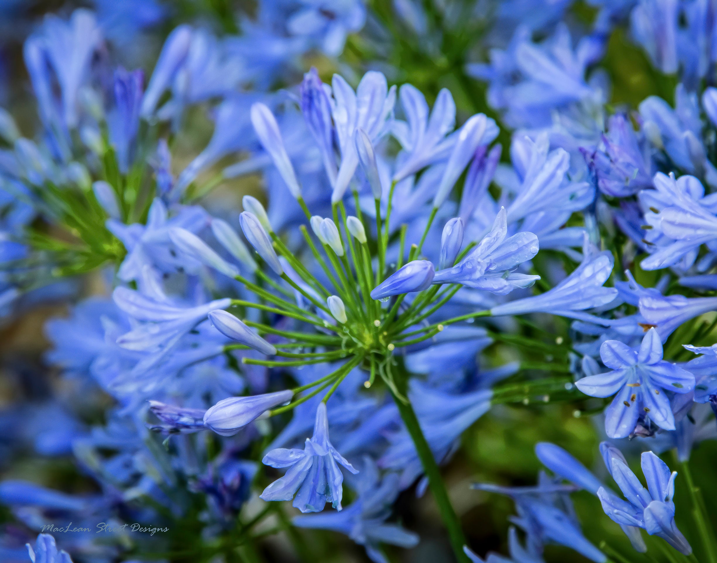 Lilie, Lilien, Blau, Blumen Garten Fotografie, Blaue Lilie des Nil