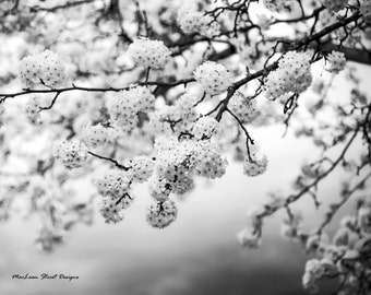 Arbre, fleurs, printemps, photo noir et blanc, branches, pétales, photographie de paysage nature scénique