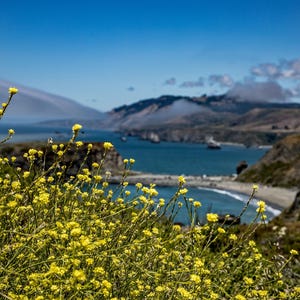 Coastal Photo, Wildflowers, Ocean, Beach, Waves, Blue Sky, Rocky Coast, Clouds, Fog, Water, Scenic Landscape Photography