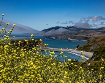 Coastal Wildflower Photo: California Rocky Coast Landscape