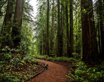 Redwood Trees Photo: Forest Pathway, Scenic Nature Print