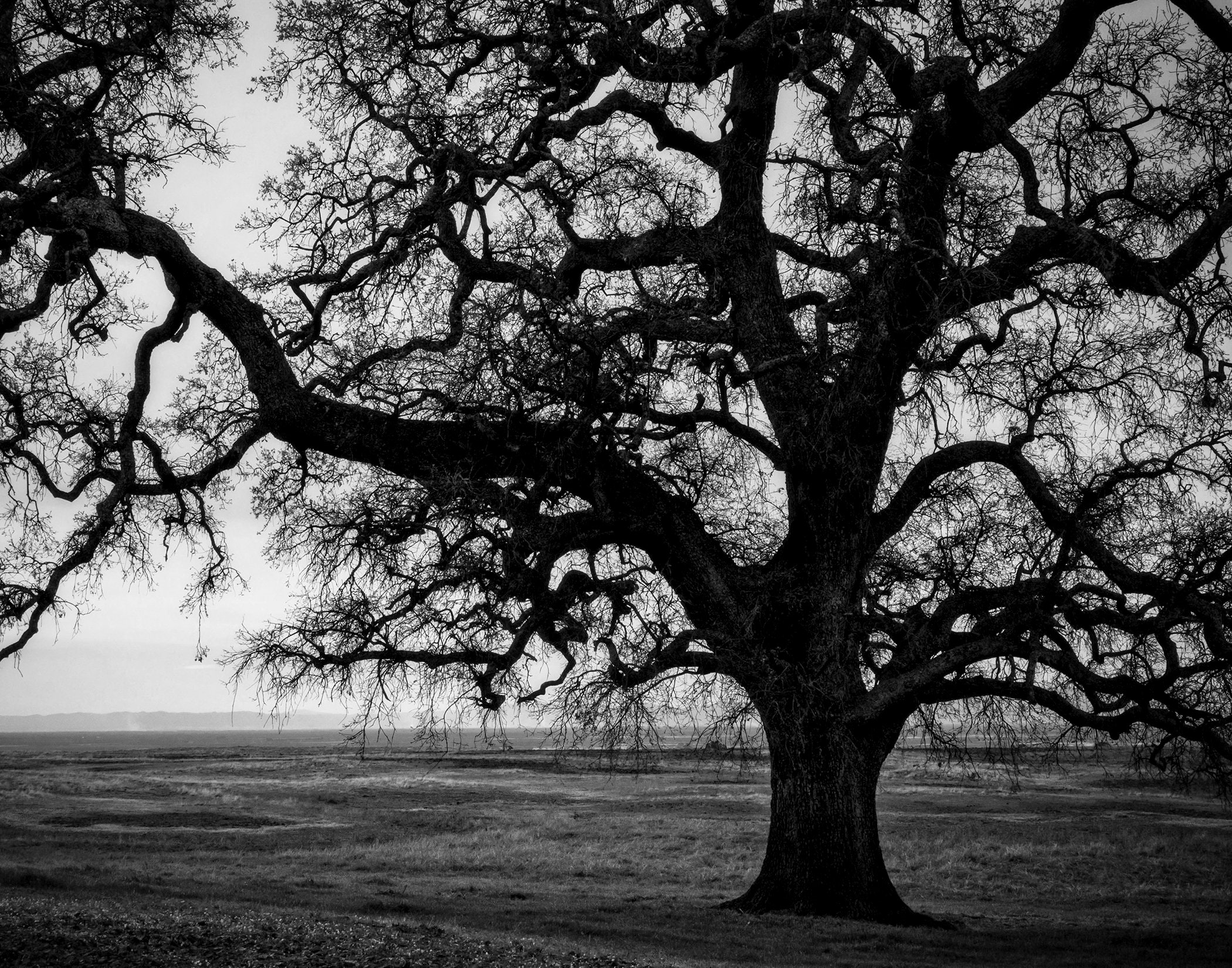 Ansel Adams Oak Tree - Etsy