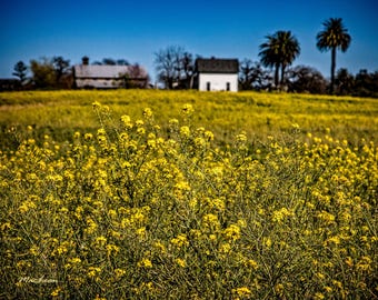 Mustard Field Photography: Farmhouse Landscape Art Print, Wild Flowers