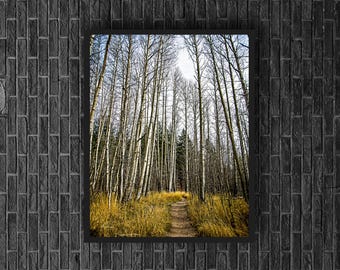 Aspen Trees Fall Photography Print: Sierra Nevada Autumn Landscape