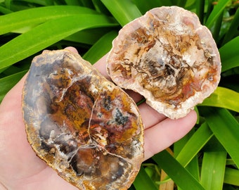 Petrified Wood Slab - A Symbol of the Power of Time, Transformation, Strength, Beauty of Nature - Wooden Crystal Slab Healing Plate