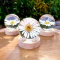 Daisy Accent Light | Handmade Resin Craft with Real Daisy Inside - Resin Sphere with Light Base - Home Décor Night Light for Nightstand