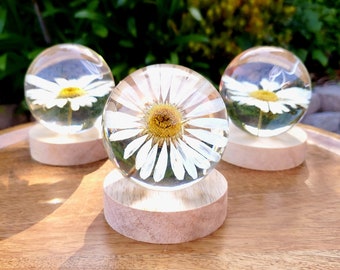 Daisy Accent Light | Handmade Resin Craft with Real Daisy Inside - Resin Sphere with Light Base - Home Décor Night Light for Nightstand