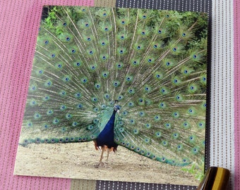 Strutting Peacock-a blank greetings card suitable for birthdays and other celebrations from our original photograph