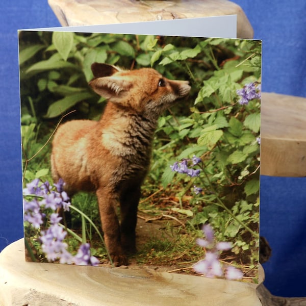 Foxcub and bluebells-a blank greetings card suitable for birthdays and other celebrations from our original photograph