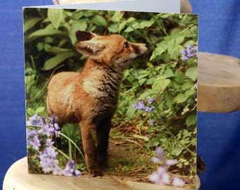 Foxcub and bluebells-a blank greetings card suitable for birthdays and other celebrations from our original photograph