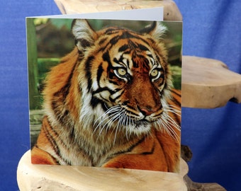 Tiger-a blank greetings card suitable birthdays and other celebrations from our original photograph