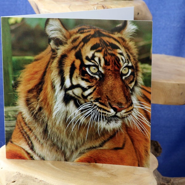 Tiger-a blank greetings card suitable birthdays and other celebrations from our original photograph