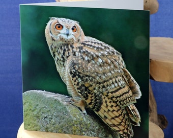 Owl resting on a stone - a greetings card suitable for birthdays, celebrations left blank for your own message