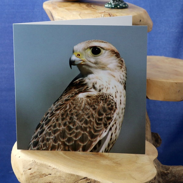 Portrait of a Falcon-a blank greetings card suitable birthdays and other celebrations from our original photograph