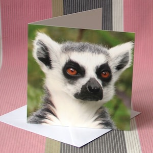Ring-tailed lemur-a blank greetings card from our original photograph