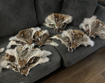 Real coyote fur faces - lots of 6 faces - professional tanned for fly tying or crafts