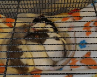 Simple Flat Square Hammocks for rats and other small animals