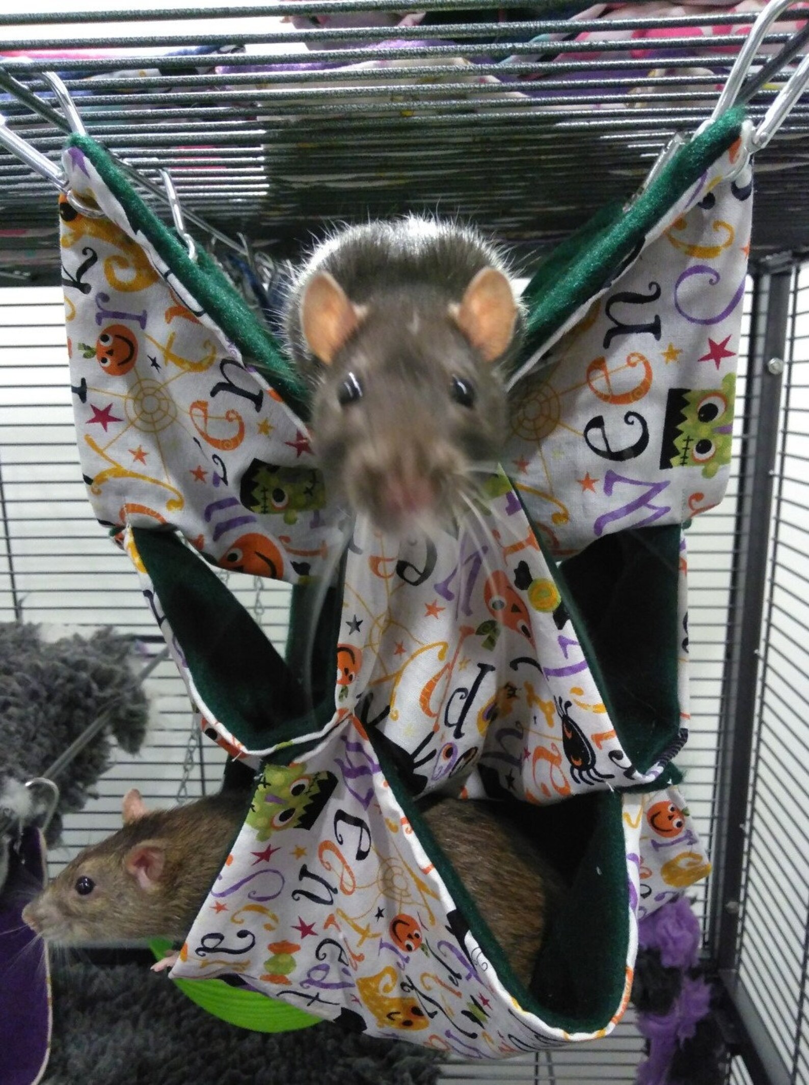 2 3 and 4 Layer Hammocks for Rats and Other Small Etsy