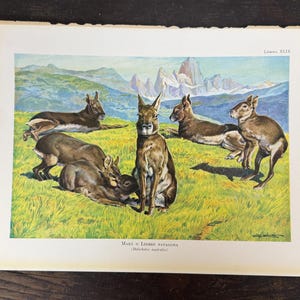 May include: A vintage print depicting Patagonian maras in a grassy landscape with mountains in the background. The illustration shows the animals in different positions, with a colour scheme of greens, browns, and blues. Text at the bottom reads "Mara o Liebre Patagonia".