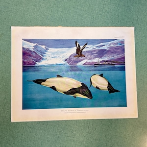 May include: A vintage-style print featuring two black and white Commerson's dolphins swimming in blue water. Above the water, a bird flies near a ship against a backdrop of snow-capped mountains. The text reads "LÁMINA LXXXII" and "DELFÍN BLANCO O TONINA OVERA".