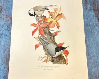 Litografia przedstawiająca sikorę i pełzacza, Louis Agassiz Fuertes, wydruk ptaków (AR-A097)