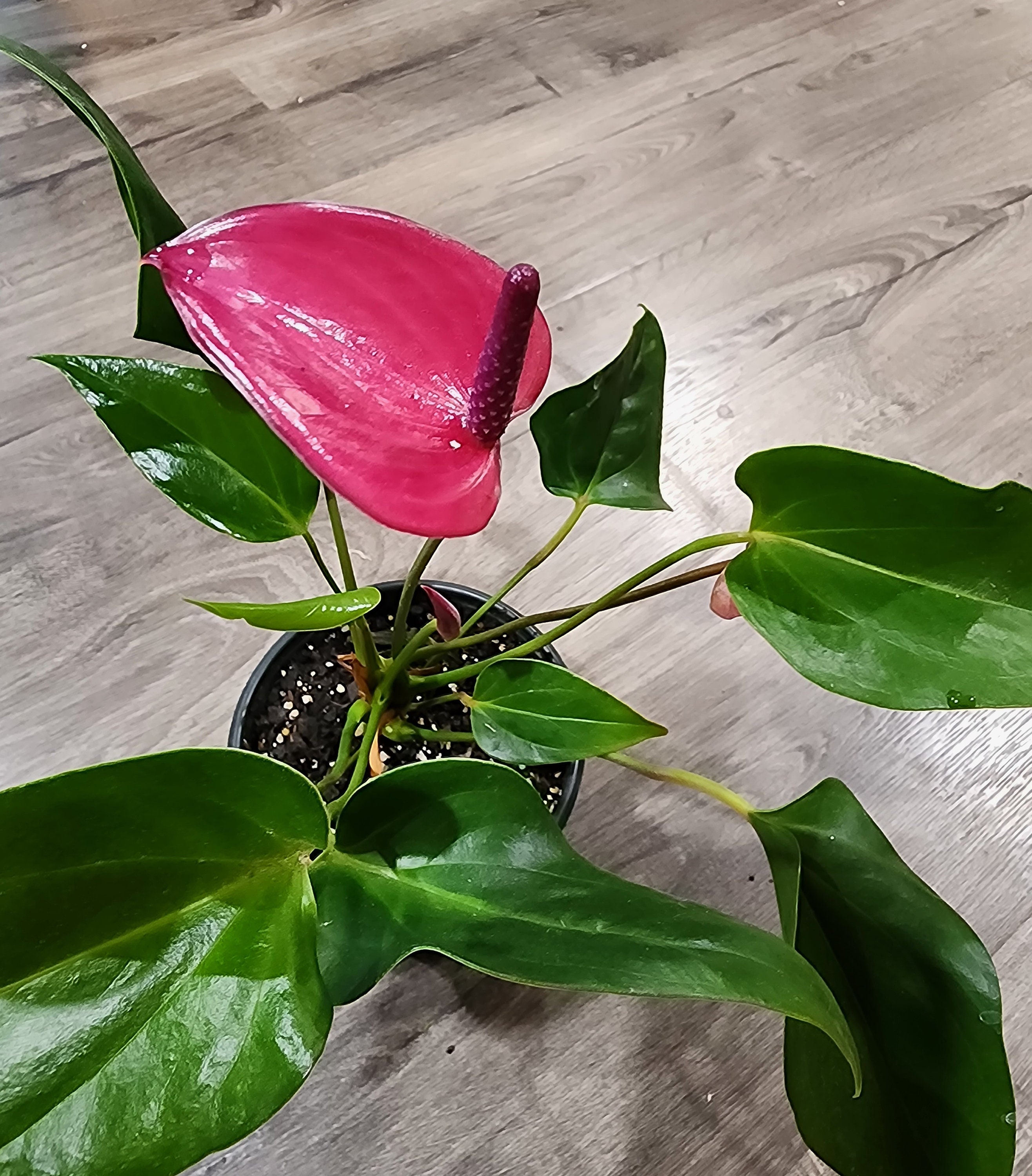 Cirano Purple Anthurium - Magenta - Rare Find - Etsy