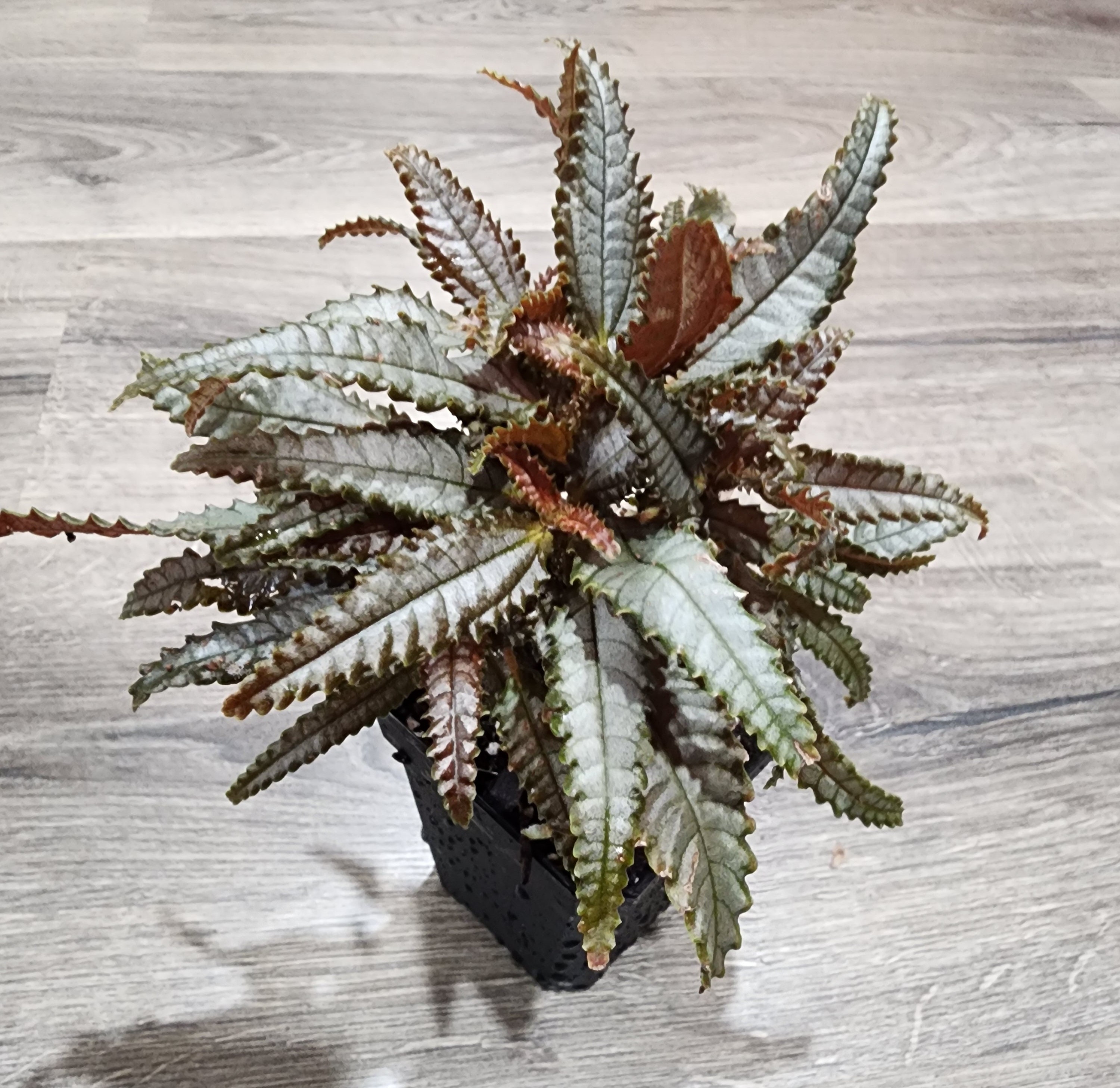 Cool Pilea Dark Mystery Pictures