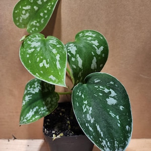 May include: A small potted houseplant with heart-shaped green leaves speckled with white. The plant is in a black plastic pot, set against a neutral background. The leaves have a velvety texture.