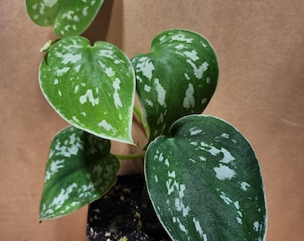Scindapsus Silver Satin Pothos - Single Plant or 5 Inch Hanging Basket -  Etsy