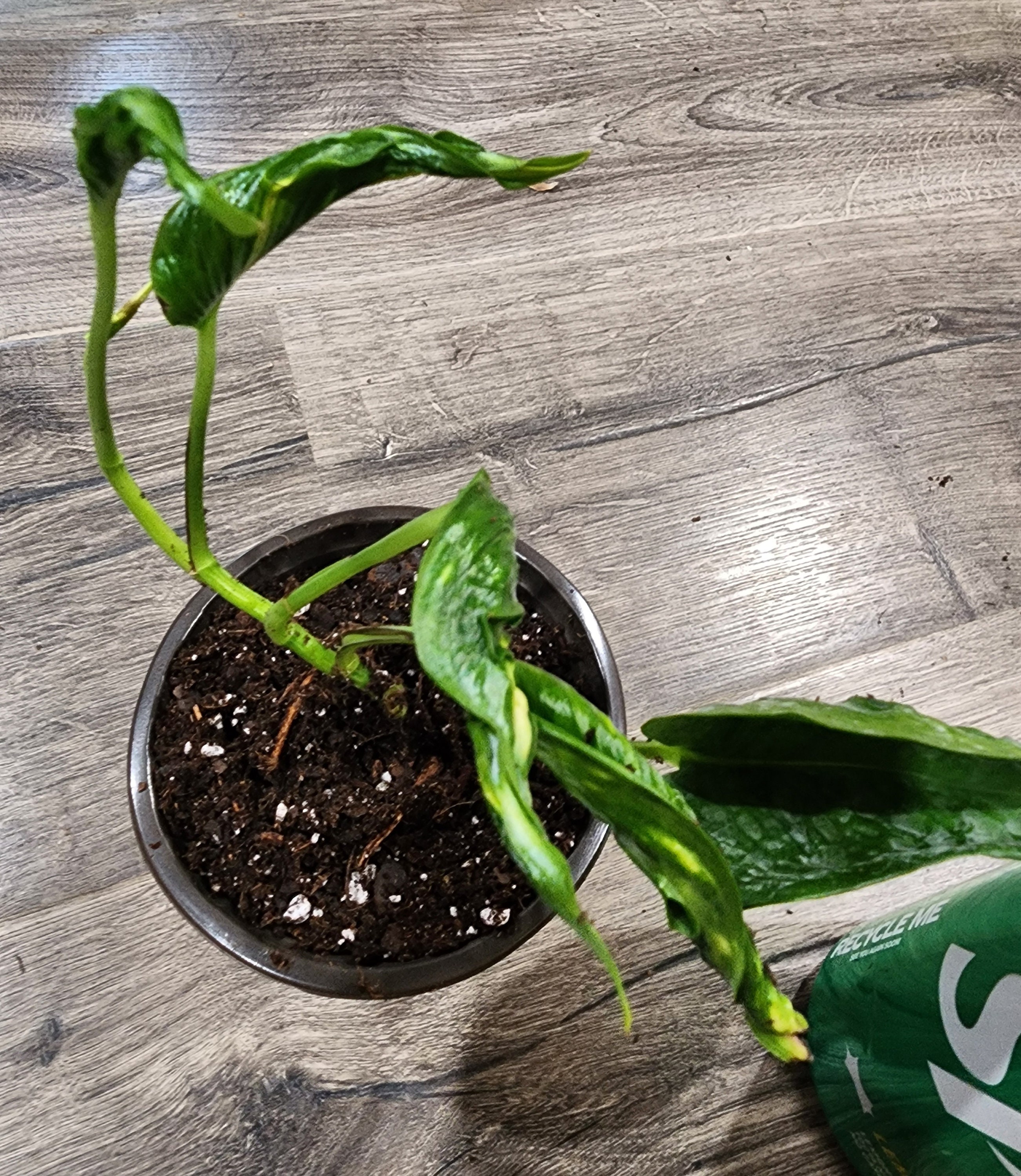 Epipremnum Aureum - Shangri La - Sleeping Pothos - Rare - Etsy