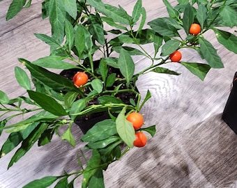 Jerusalem Cherry - Christmas or Winter Cherry