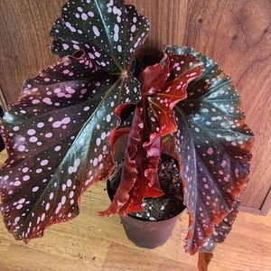 Cracklin Rosie Begonia - pink and silver spots
