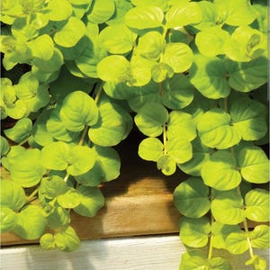 Creeping Jenny -Moneywart -Lysimachia nummularia - 2 plants
