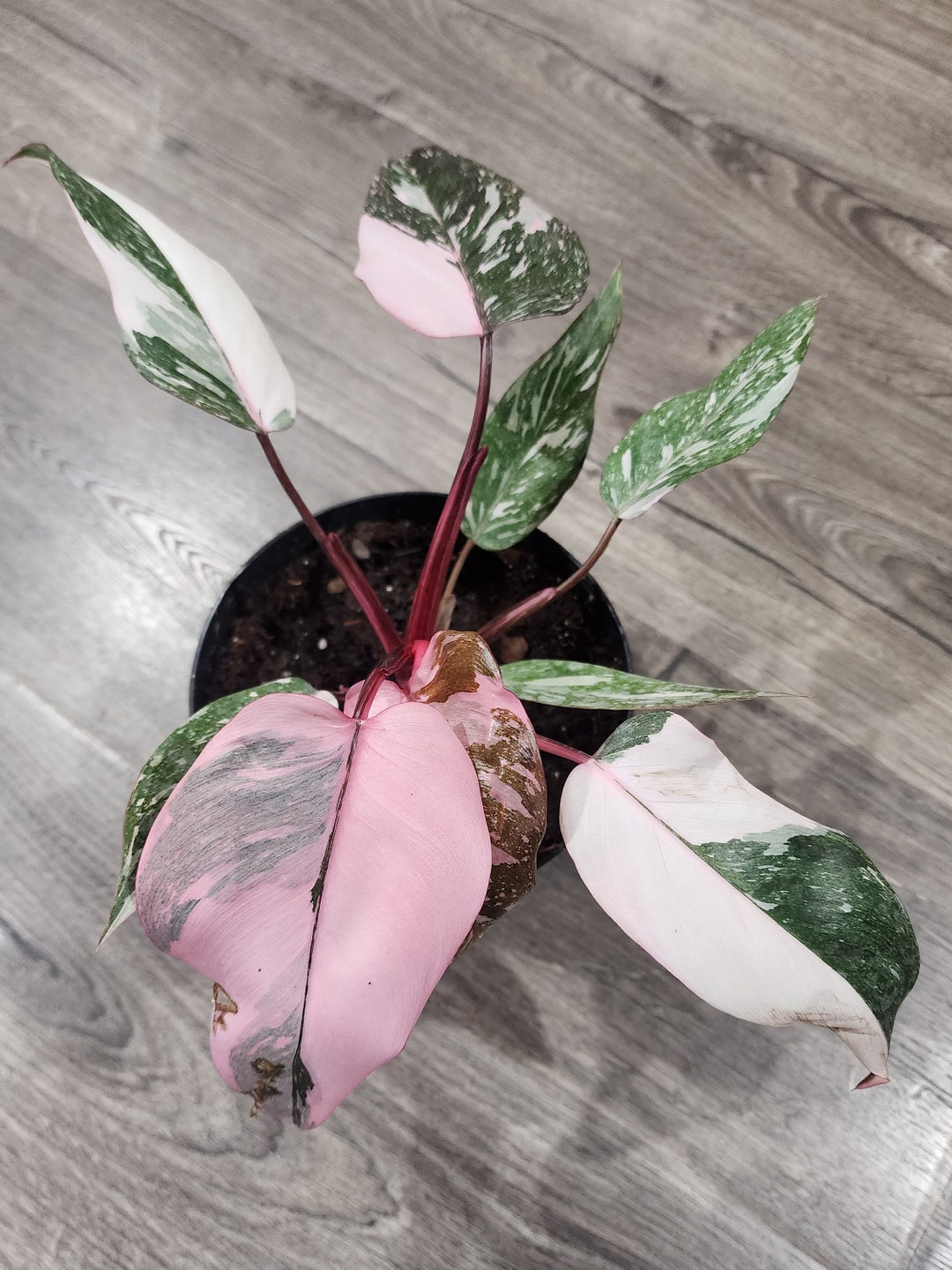 Philodendron Pink Princess Marble - Etsy