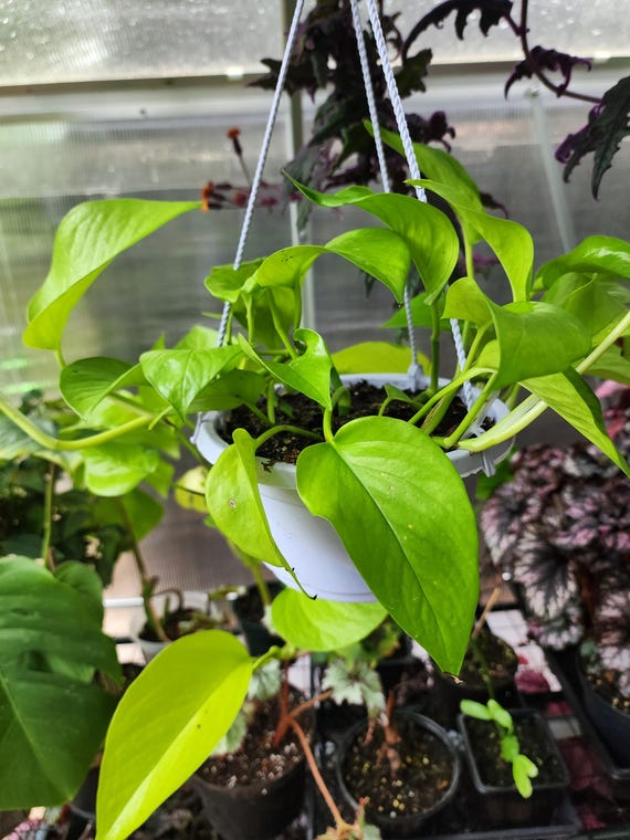 Neon Pothos Plant - Single Plant or Hanging Basket - Etsy