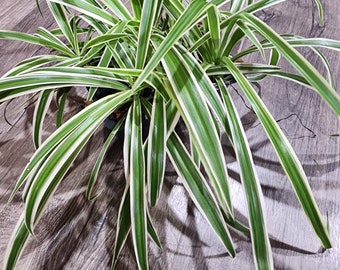 Variegated Spider Plants