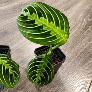 Lemon Lime Prayer Plant - Maranta Leuconeura