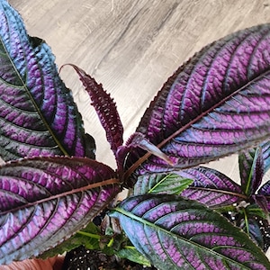 Purple Persian Shield Plant
