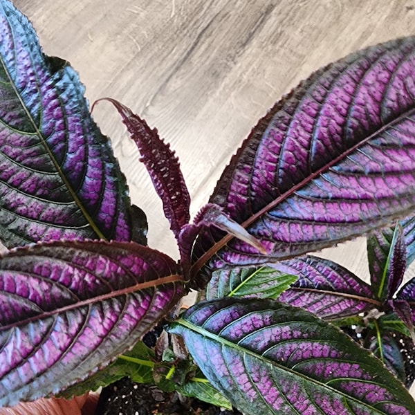Purple Persian Shield Plant