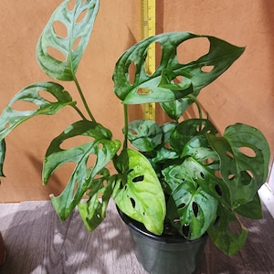 May include: A green Monstera adansonii plant with large, perforated leaves in a black plastic pot. The plant is about 10 inches tall.