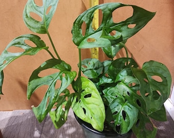 Swiss Cheese Plant - Monstera Adansonii - Large Leaf form