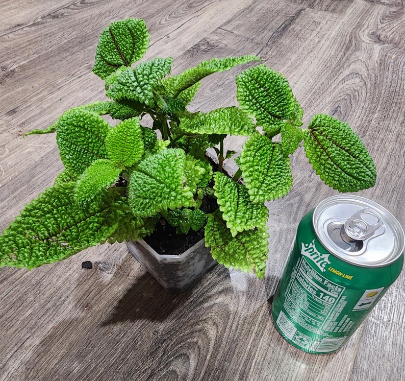 GinnyBlooms Moon Valley Friendship Plant - Thumbnail 3