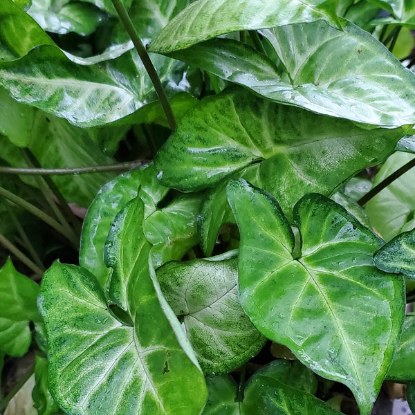 Arrowhead Plant - Syngonium Podophyllum “Emerald Green”