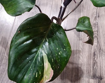 White Knight Philodendron - actual plant