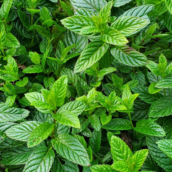 Spearmint Plants - 2 rooted plants