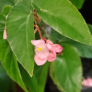 Heirloom Angel Wing Pink Cane Begonia