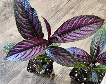 Purple Persian Shield Plant