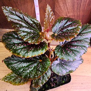 Begonia Maculata - Pink Polka Dot Begonia - Etsy
