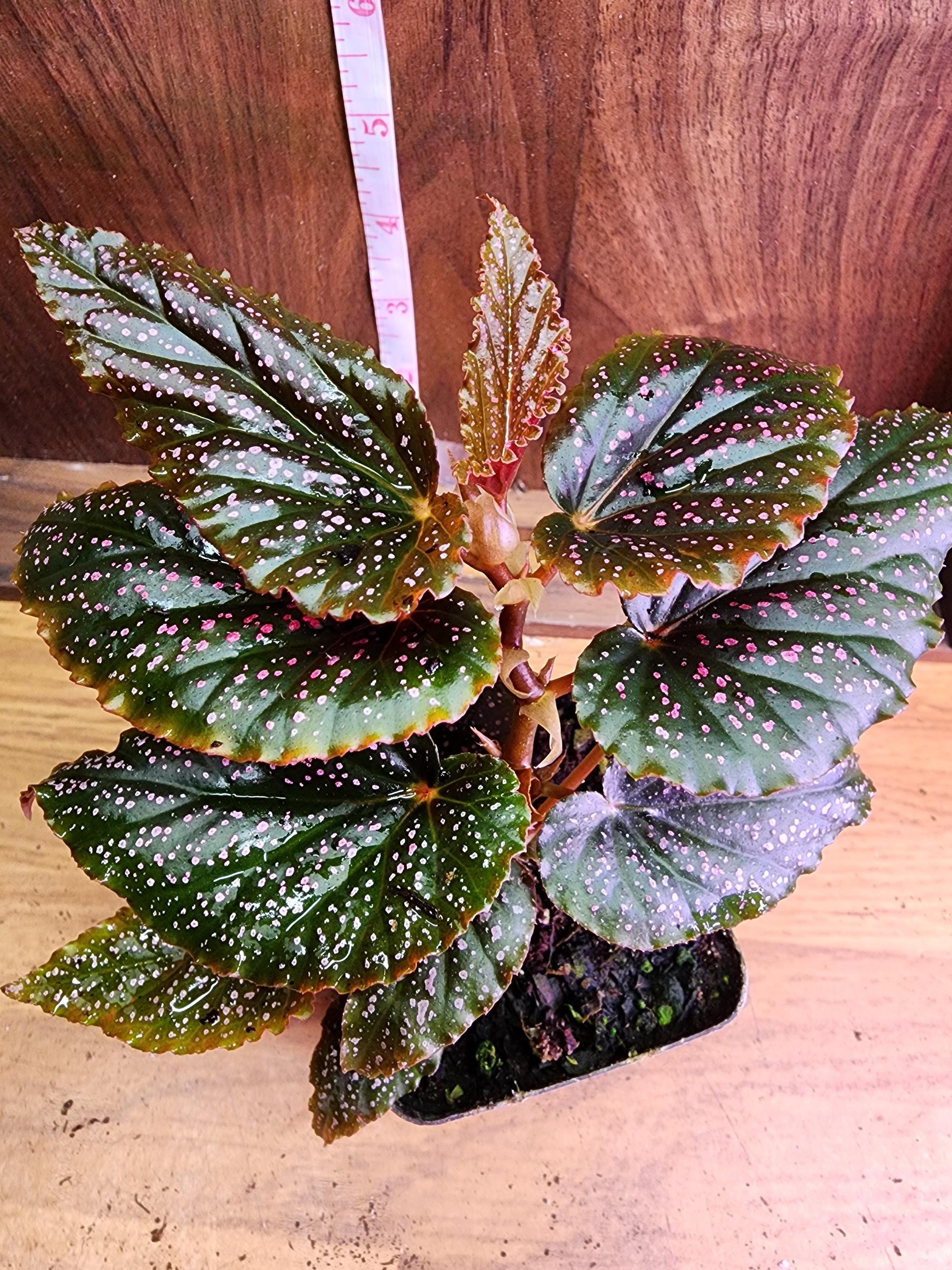 【ベゴニア・マクラータ　aka. Polka dot pink var.】 Begonia Maculata - Pink Polka Dot Begonia - Etsy