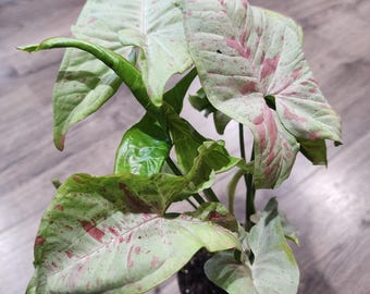 Syngonium Milk Confetti Plant